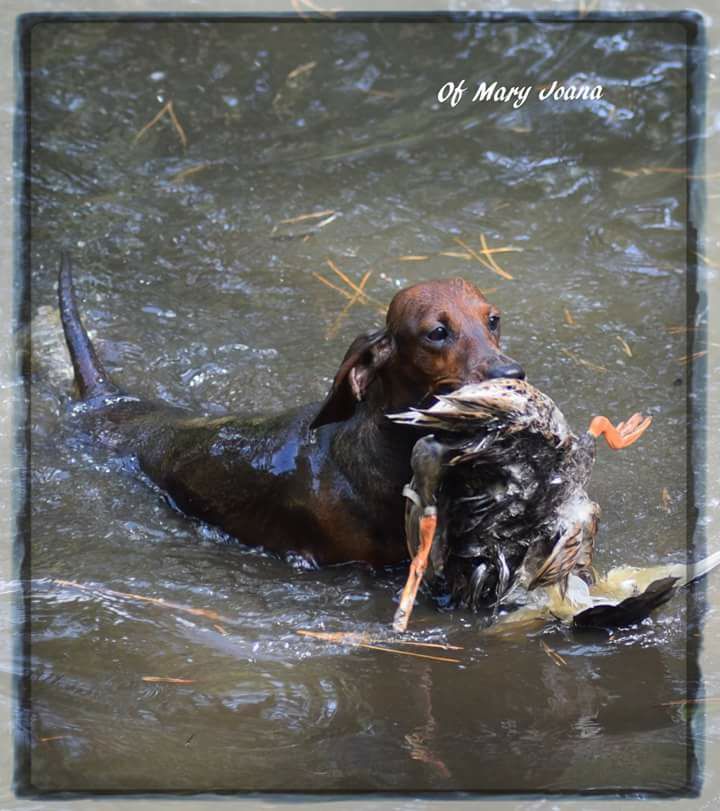 Dachshound in the lake